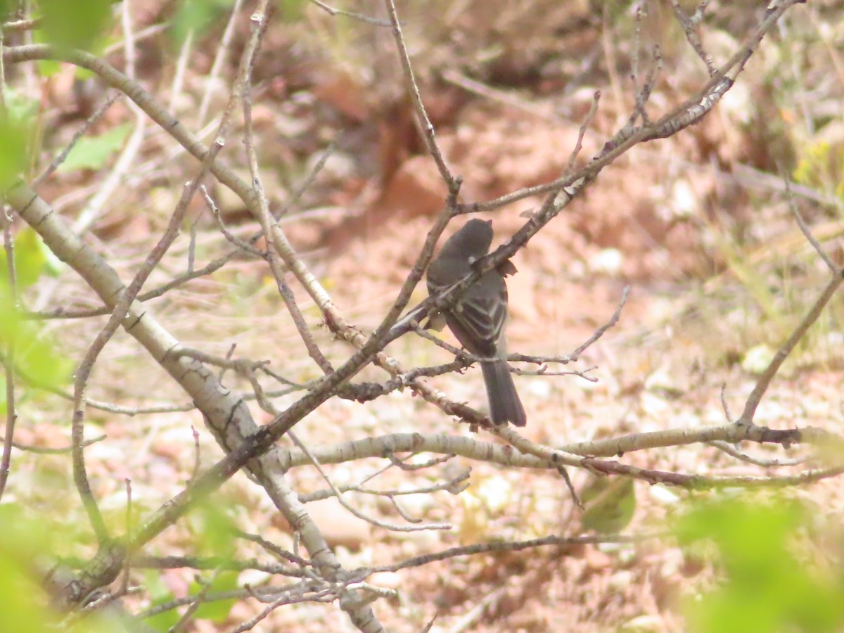 Dusky Flycatcher - ML640696487