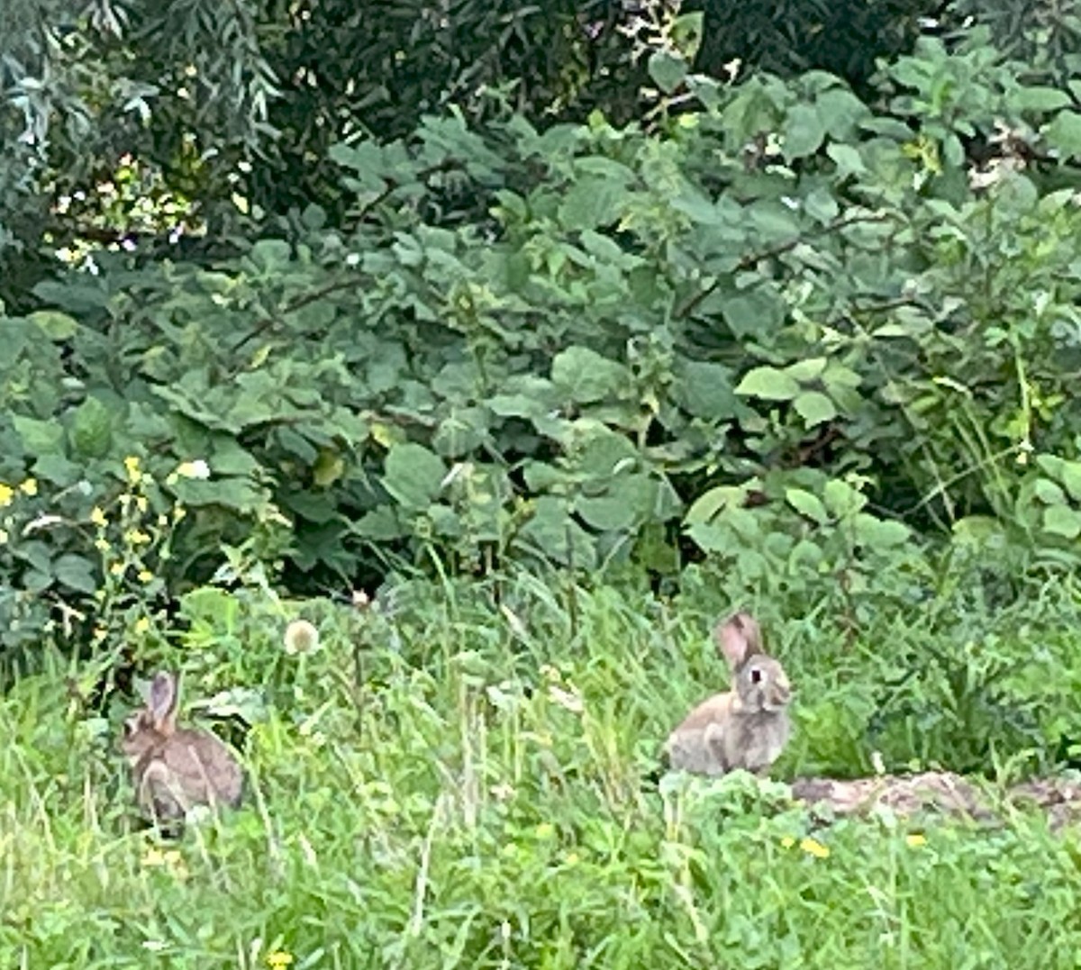 European Rabbit - ML640696542