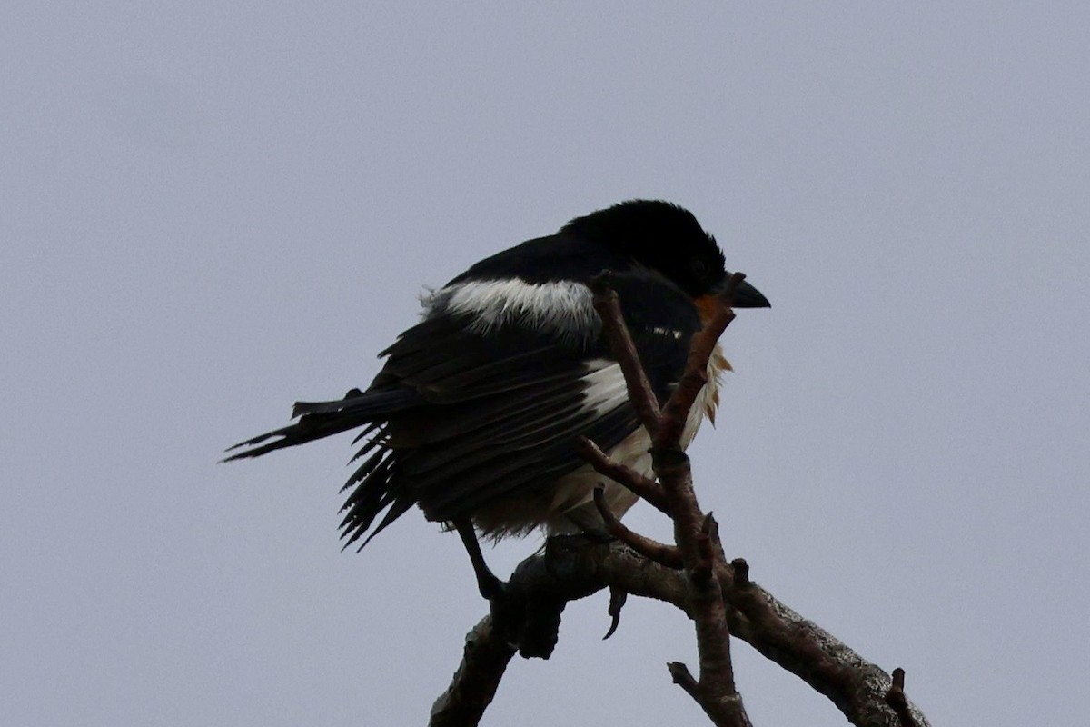 White-rumped Tanager - ML640696605