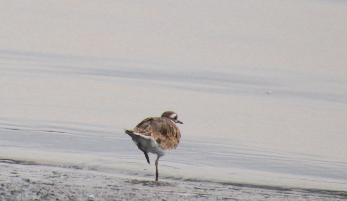 Killdeer - ML640696621