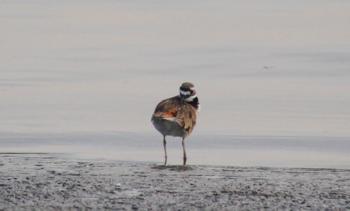Killdeer - ML640696622
