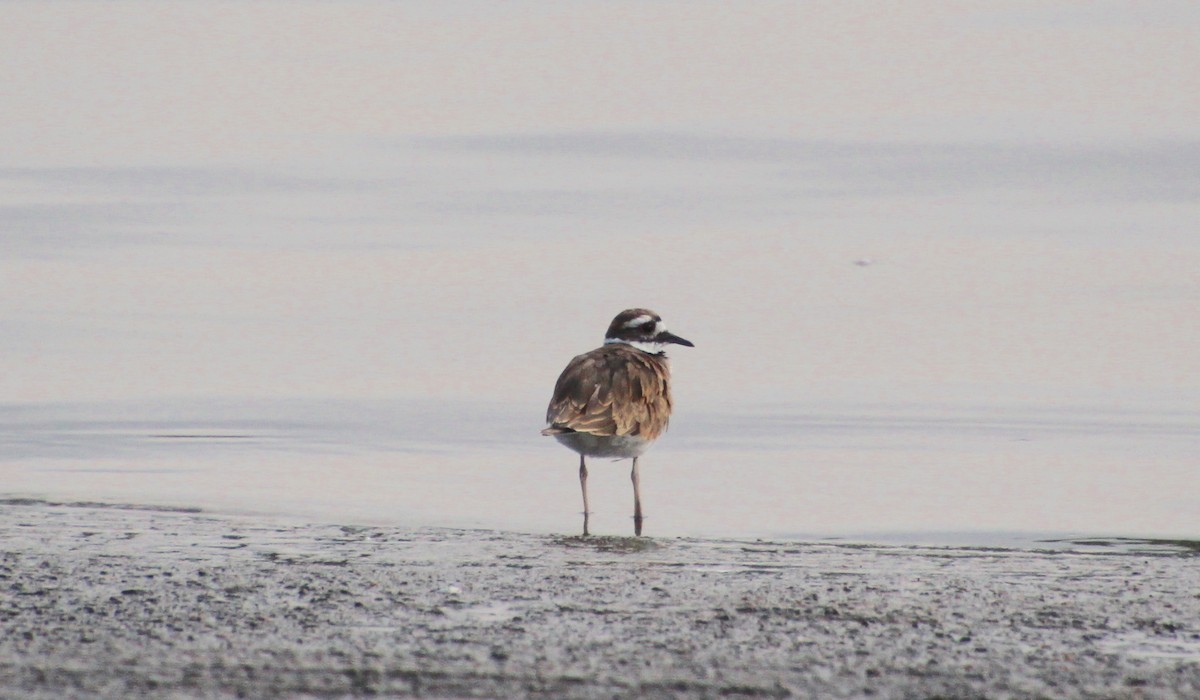 Killdeer - ML640696625