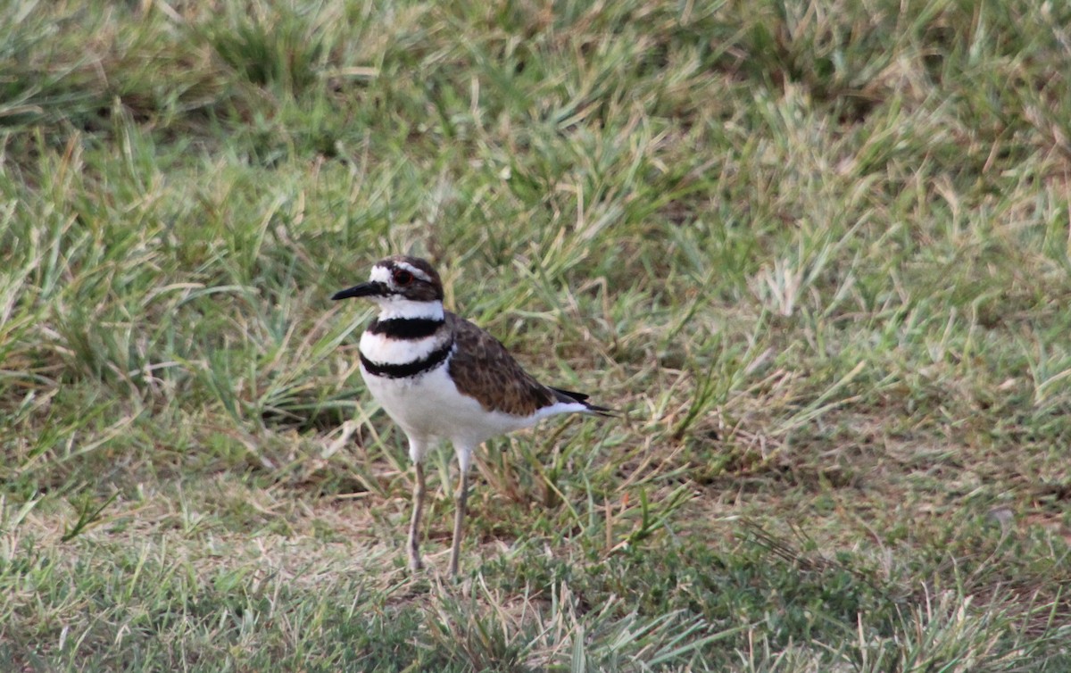 Killdeer - ML640696628