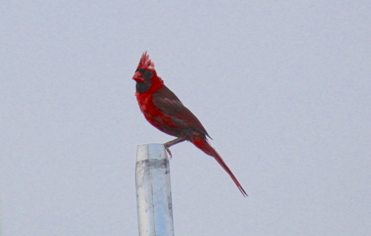 Northern Cardinal - ML640696661