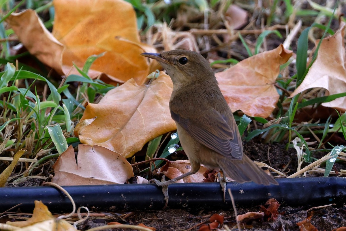 Marsh/Common Reed Warbler - ML640696680