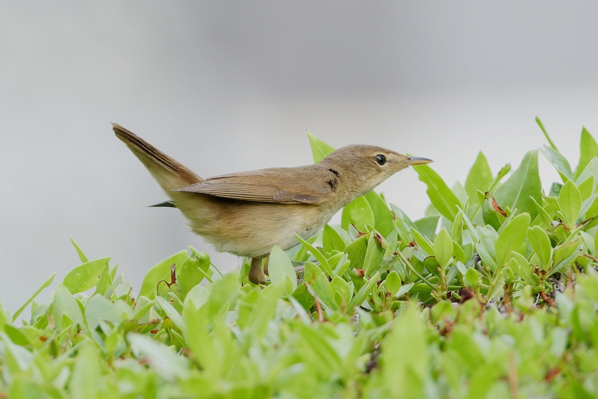 Marsh/Common Reed Warbler - ML640696681