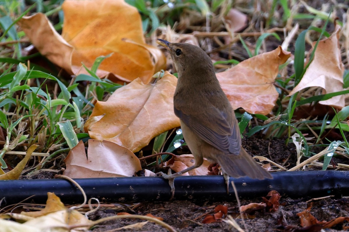 Marsh/Common Reed Warbler - ML640696682