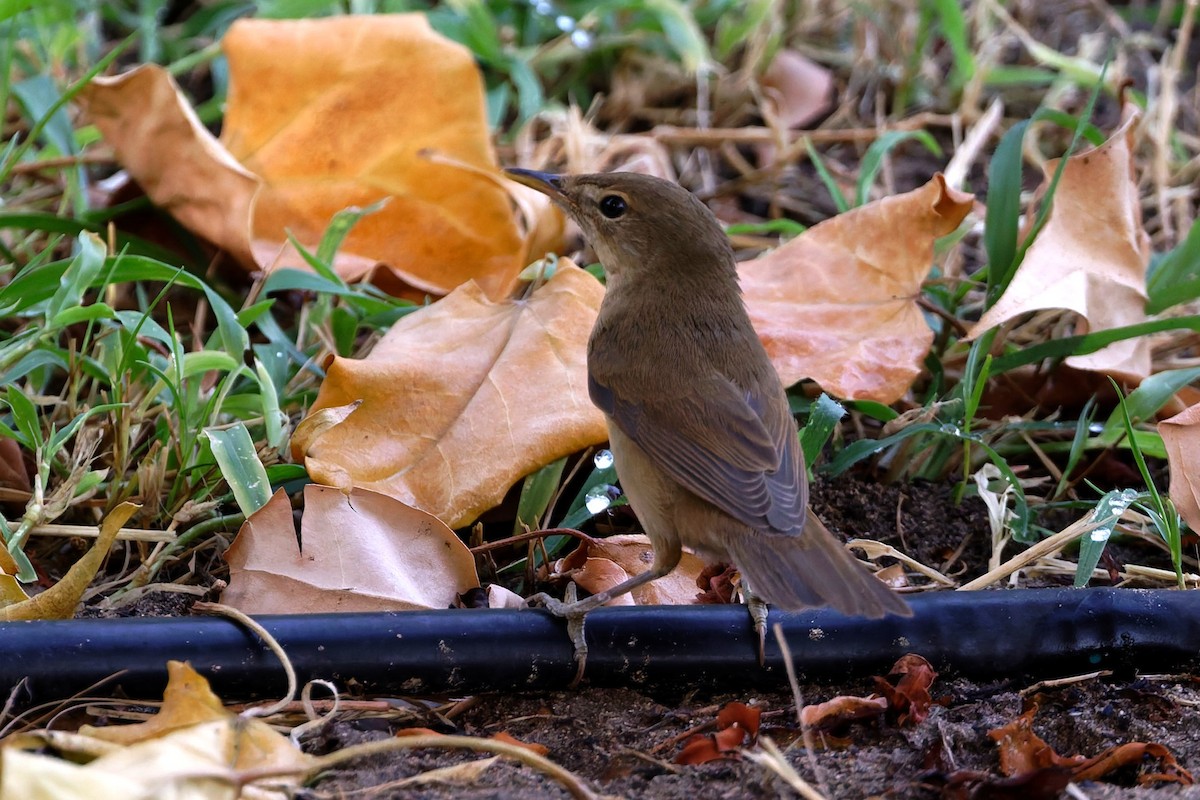 Marsh/Common Reed Warbler - ML640696683