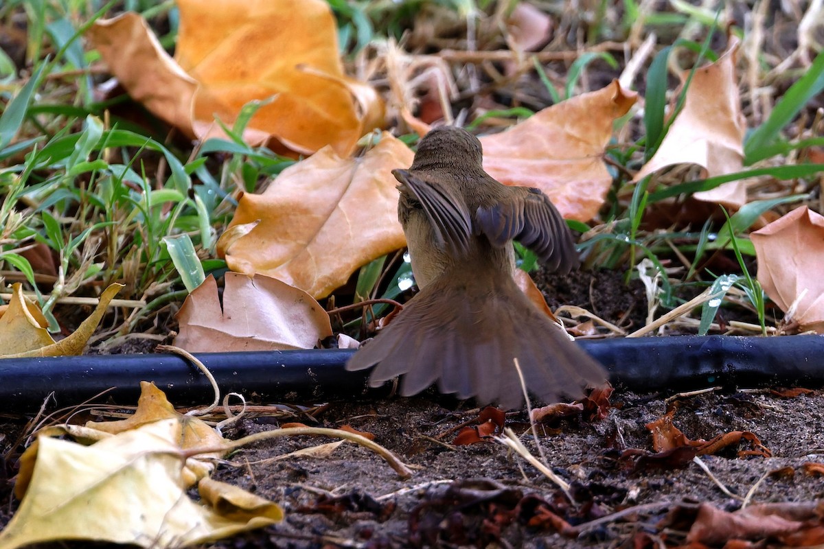 Marsh/Common Reed Warbler - ML640696686