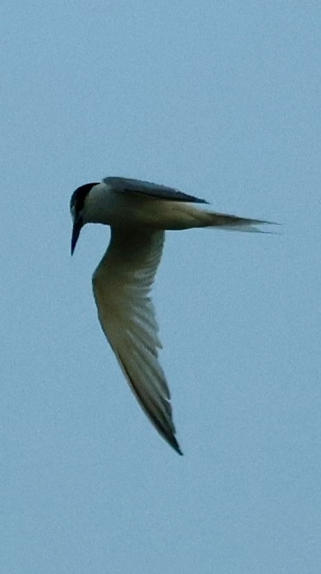 蒼燕鷗 - ML640696708