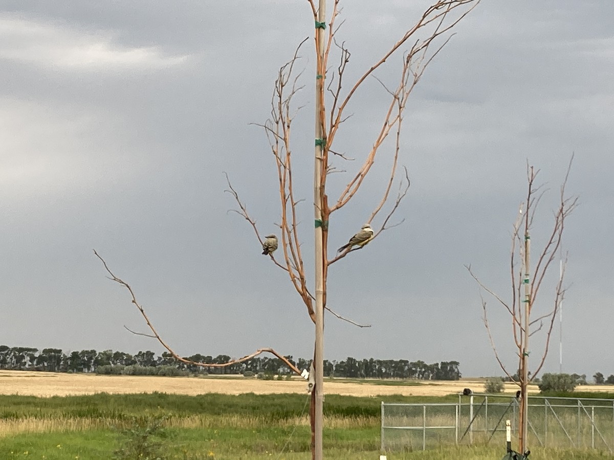 Western Kingbird - ML640696728