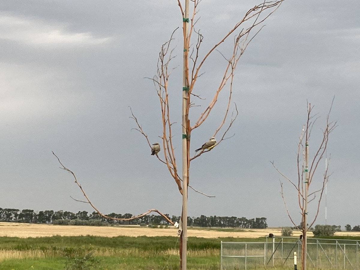 Western Kingbird - ML640696729