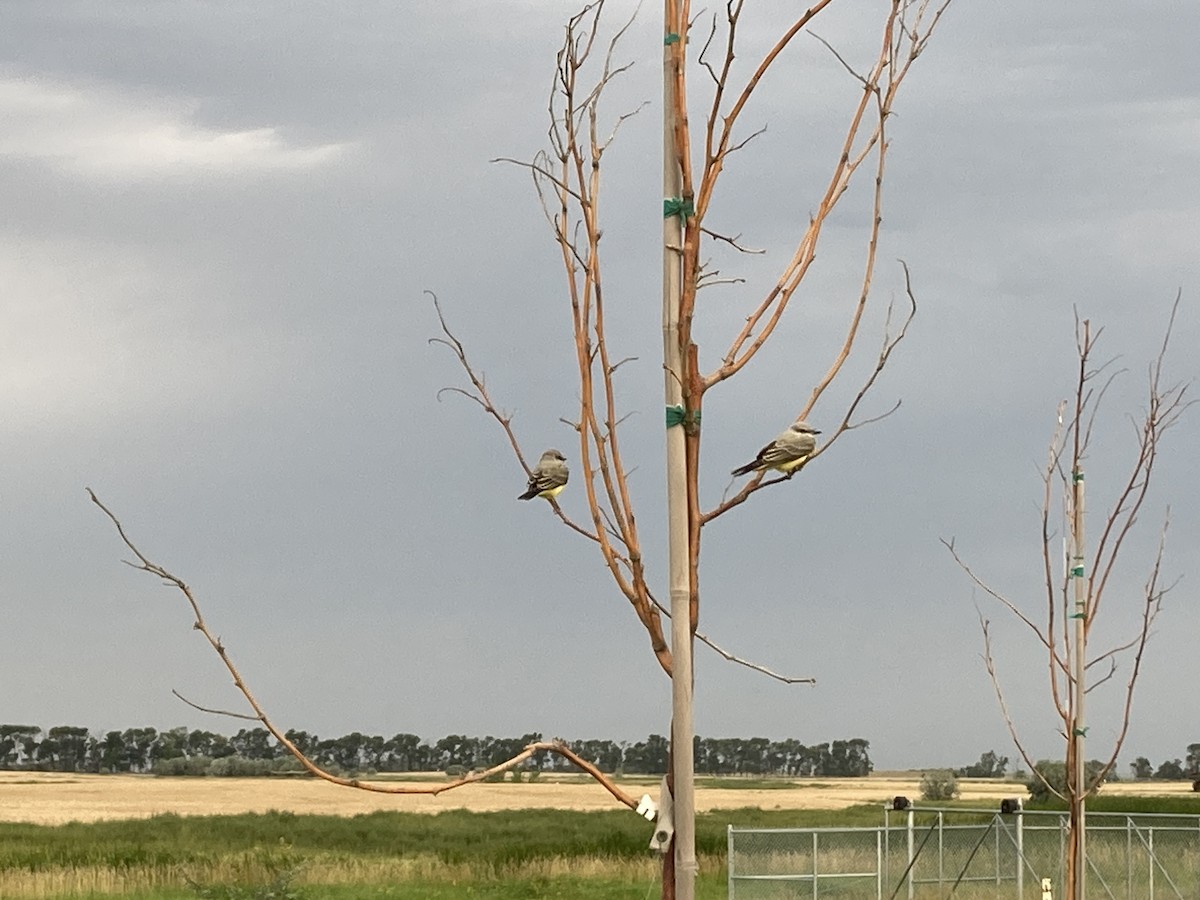 Western Kingbird - ML640696730