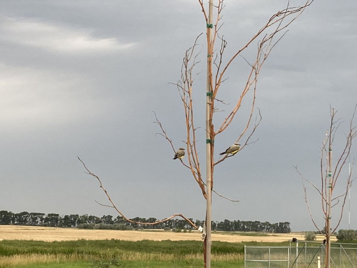 Western Kingbird - ML640696731