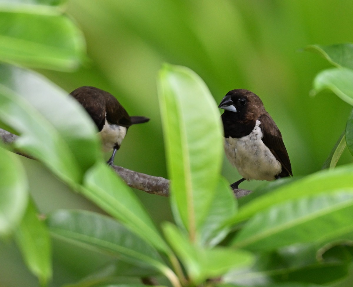 Javan Munia - ML640696736