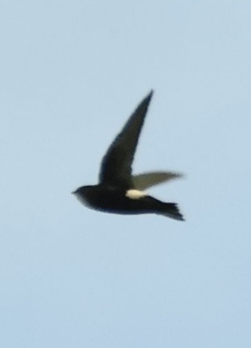 House Swift - ML640696837