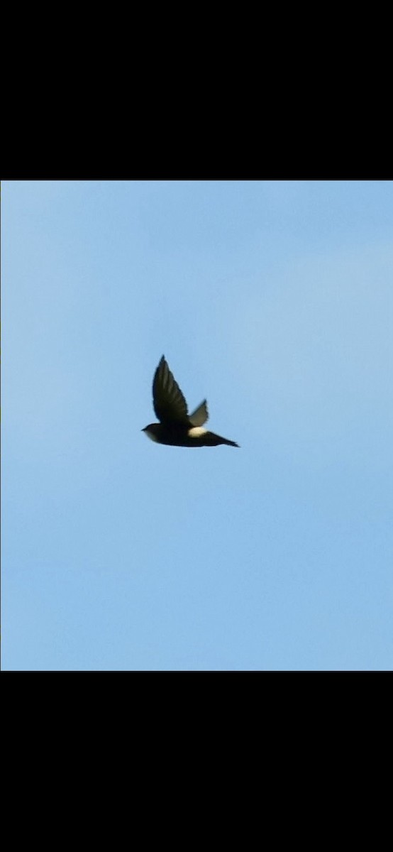 House Swift - ML640696838