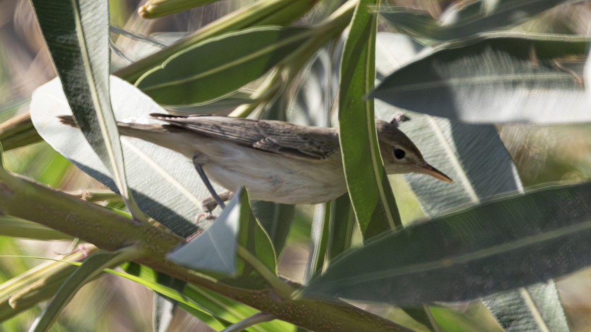 Upcher's Warbler - ML640696875