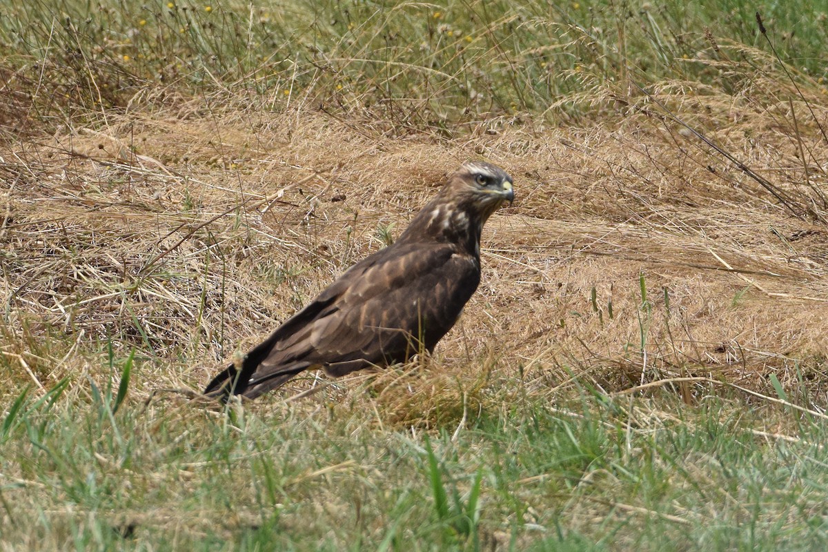 Ойн сар - ML640696883