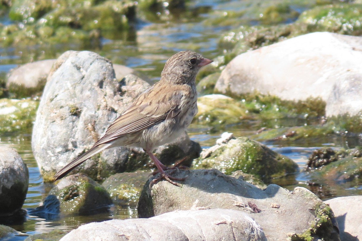 Dark-eyed Junco (Oregon) - ML640696890