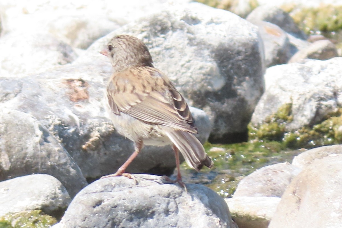 Dark-eyed Junco (Oregon) - ML640696916