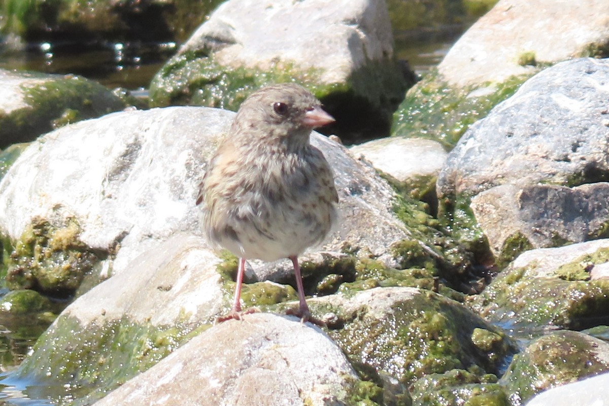Dark-eyed Junco (Oregon) - ML640696920