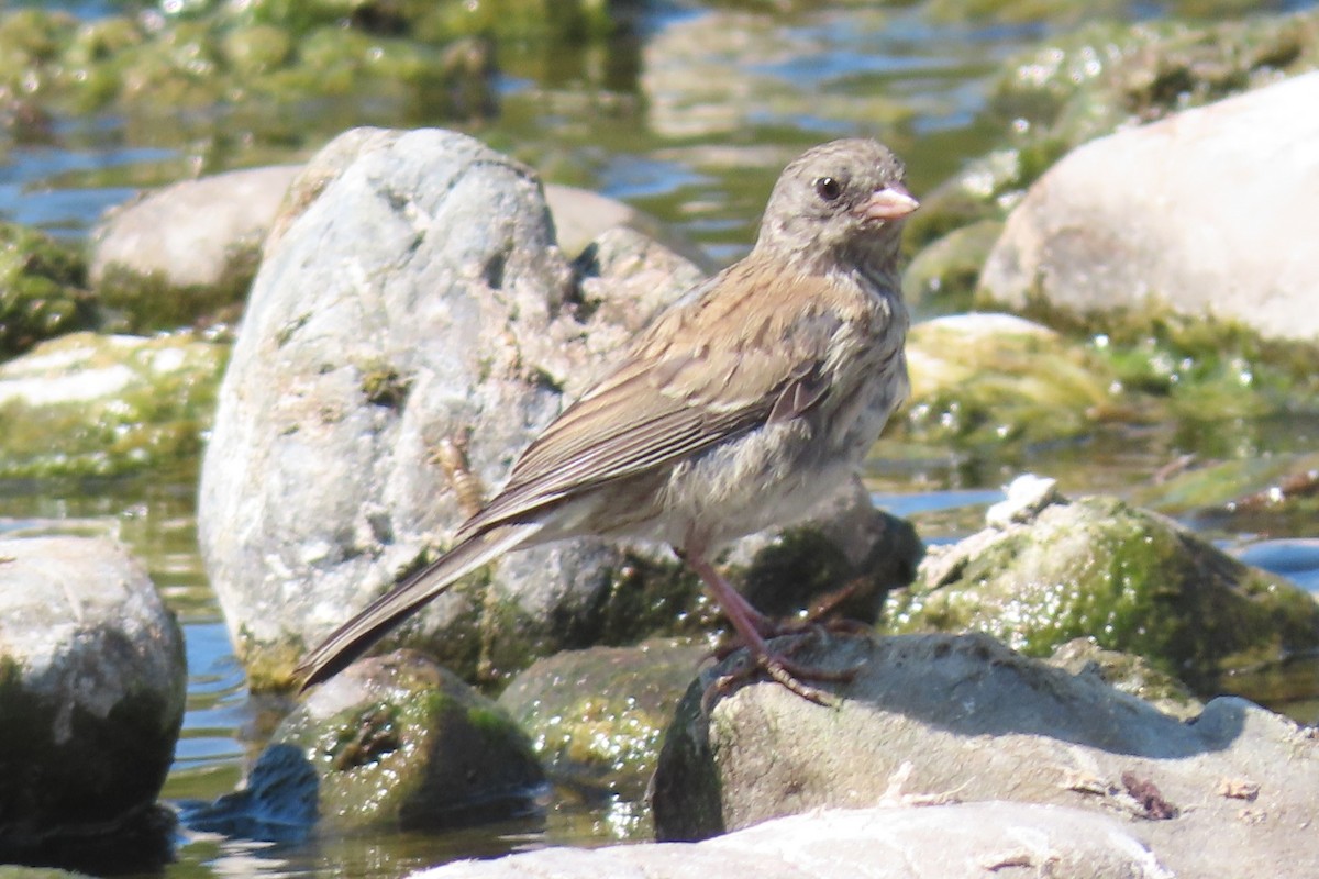 Dark-eyed Junco (Oregon) - ML640696921