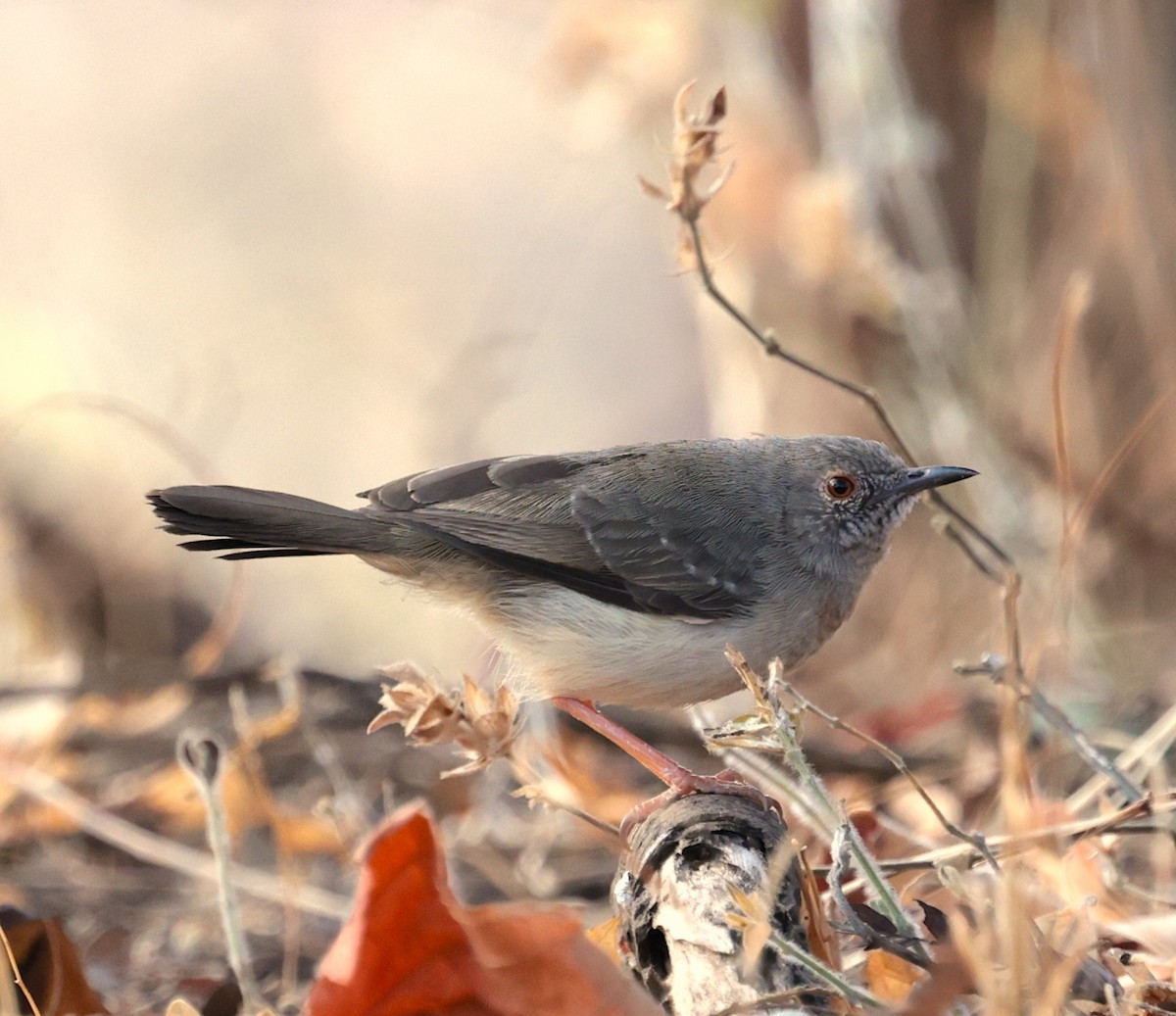 Miombo Wren-Warbler - ML640696936
