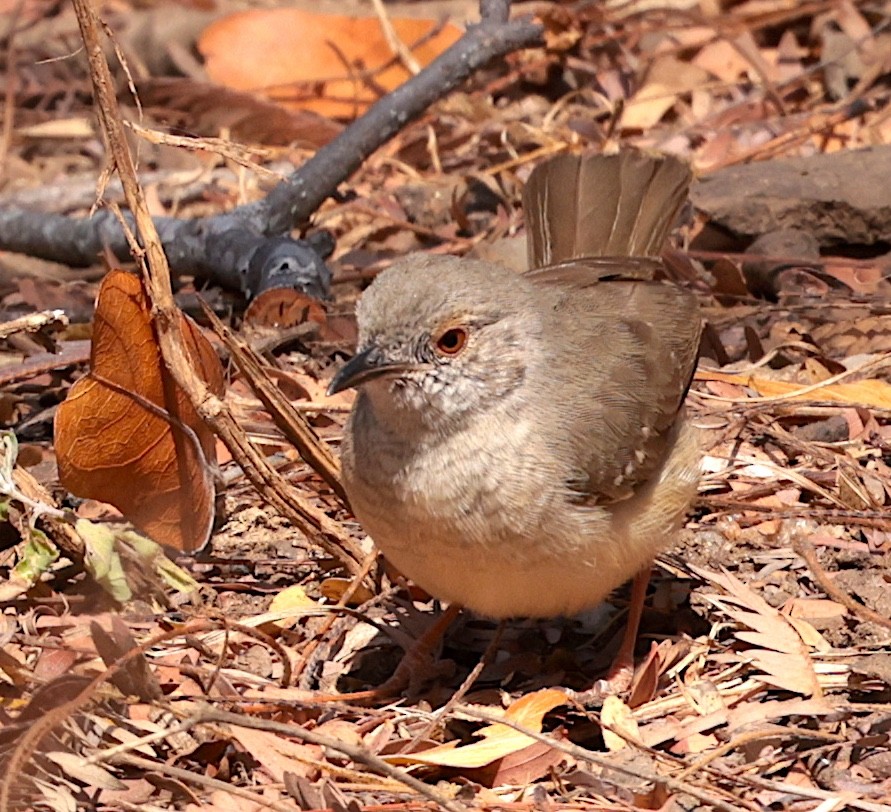 Miombo Wren-Warbler - ML640696937