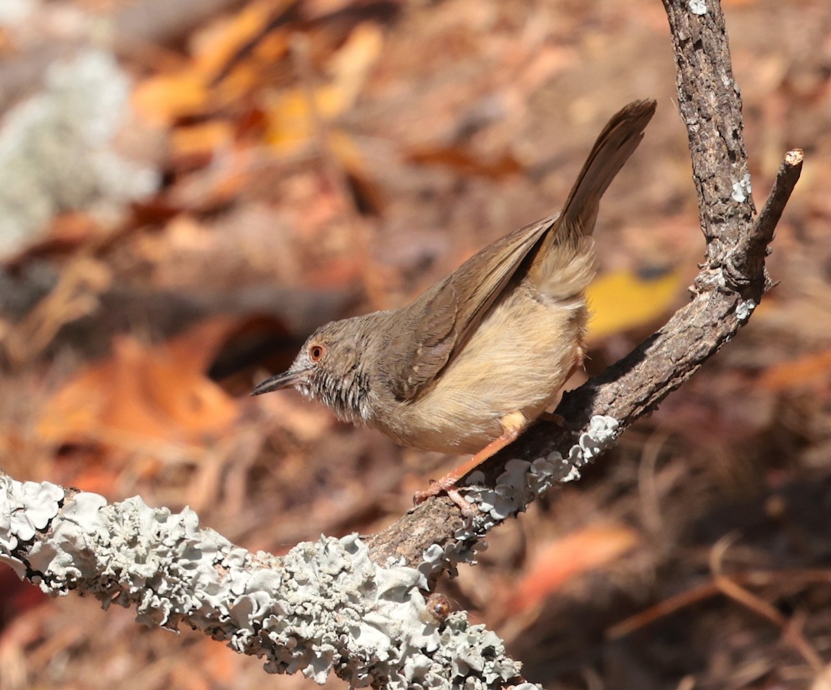 Miombo Wren-Warbler - ML640696939