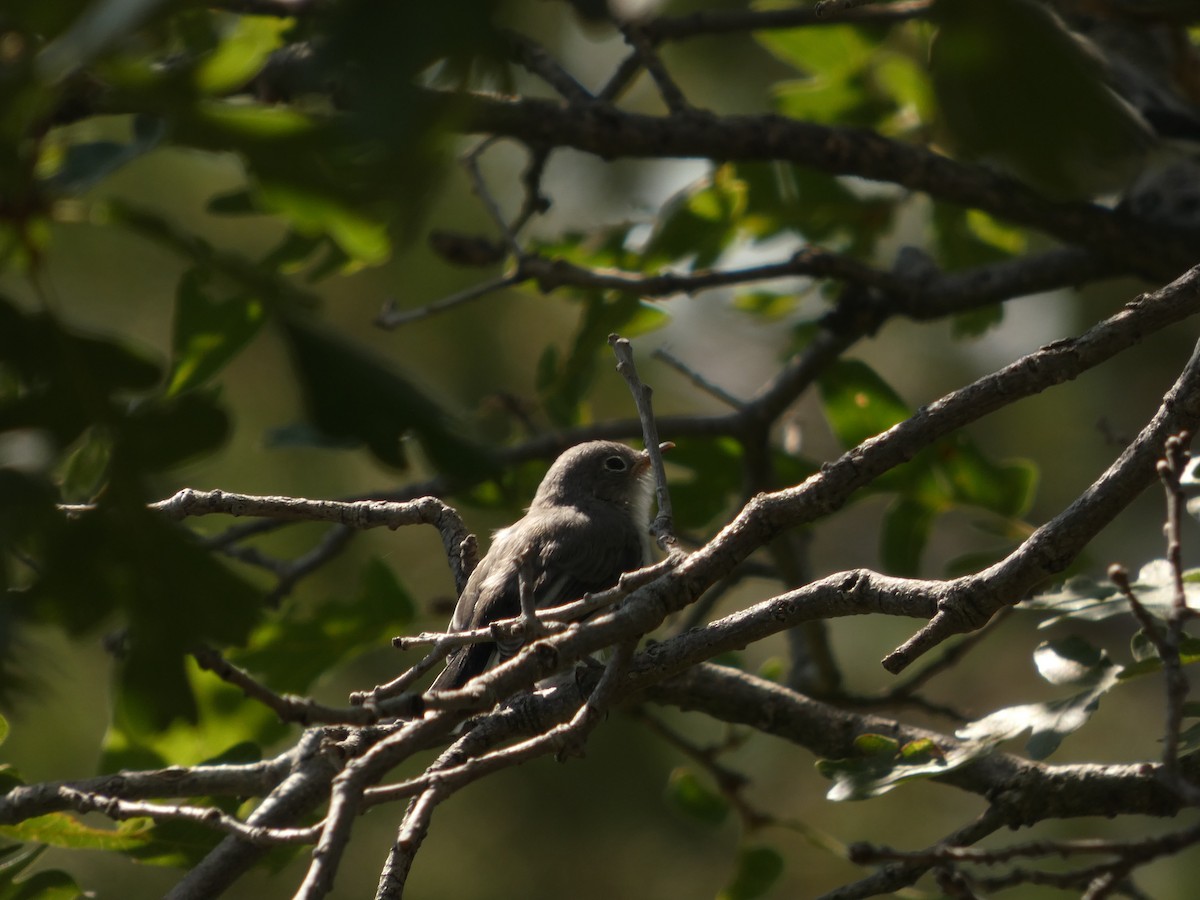 Blue-gray Gnatcatcher - ML640696967