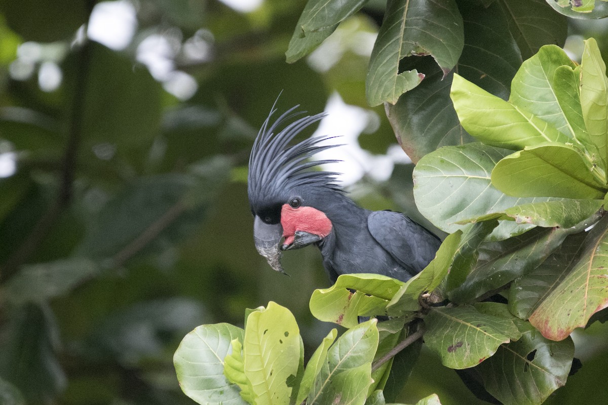 Cacatúa Enlutada - ML640696996