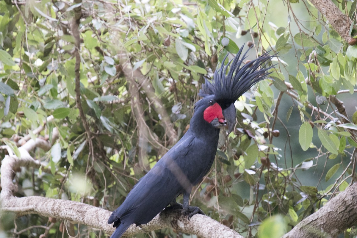 Cacatúa Enlutada - ML640696997