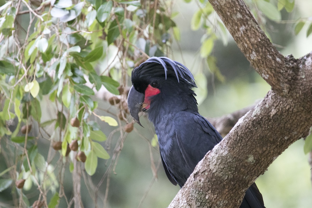 Cacatúa Enlutada - ML640696998