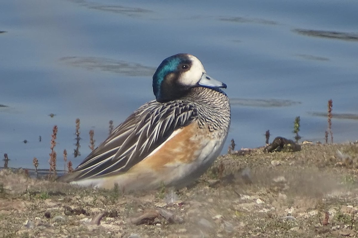 Chiloe Wigeon - ML640697047