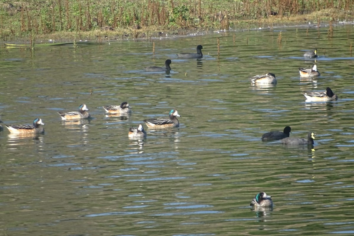 Chiloe Wigeon - ML640697053