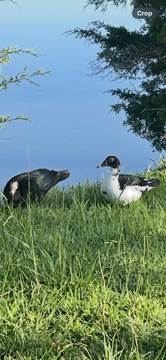 Muscovy Duck (Domestic type) - ML640697054