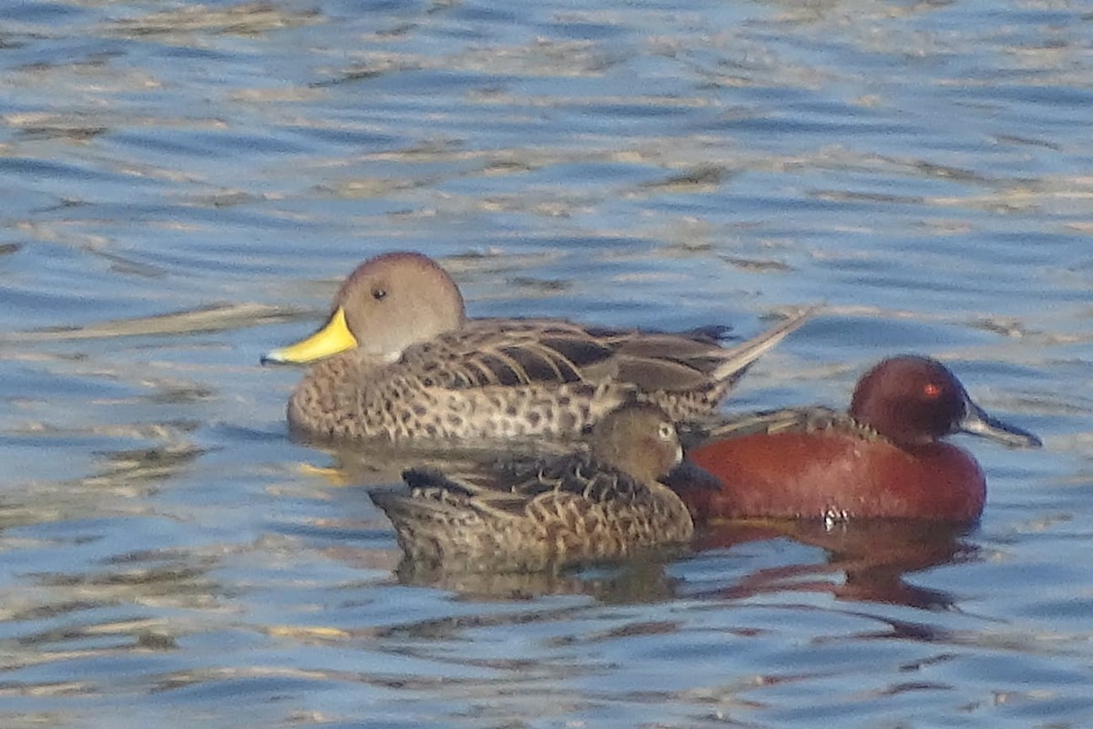 Yellow-billed Pintail - ML640697075