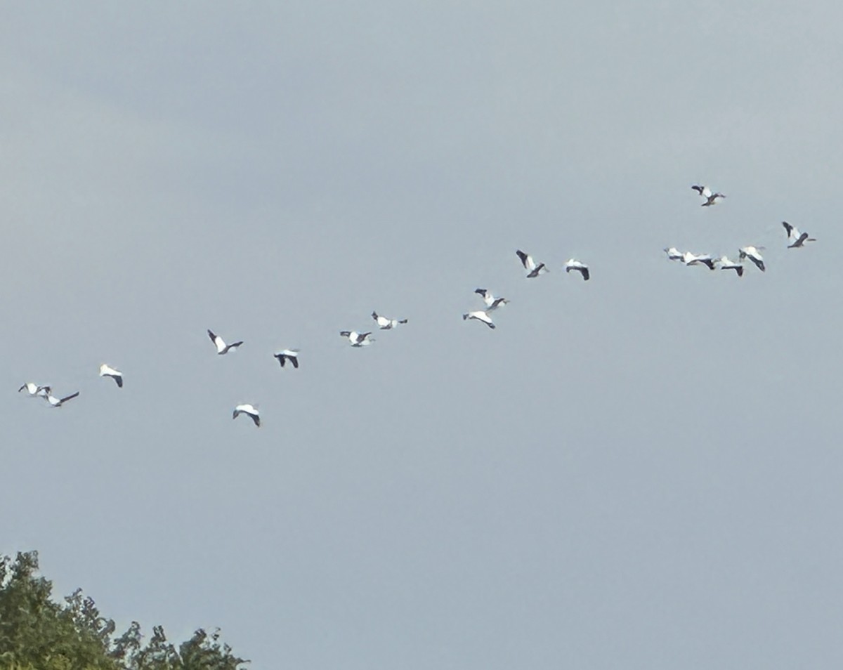 pelikán severoamerický - ML640697081