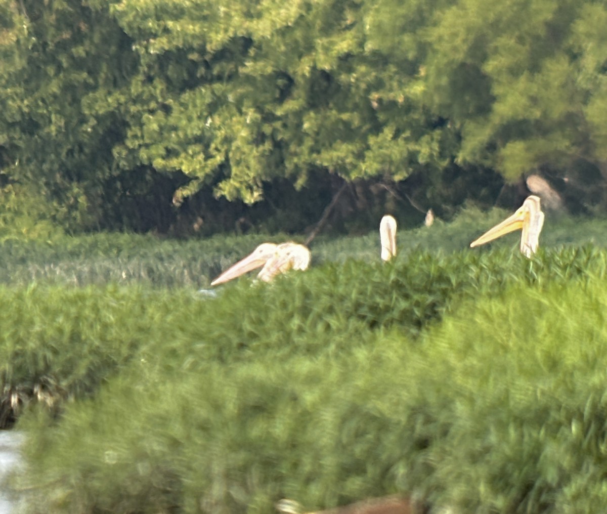 pelikán severoamerický - ML640697082