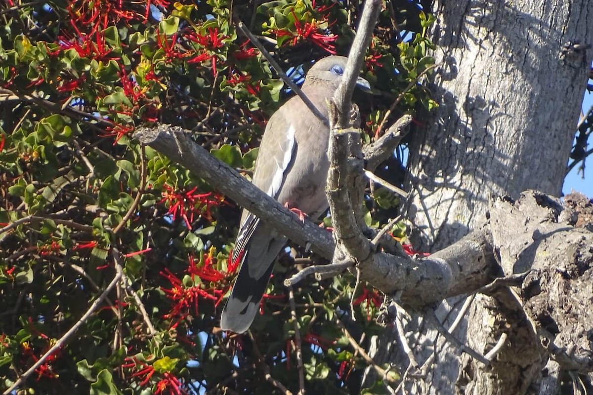 West Peruvian Dove - ML640697124