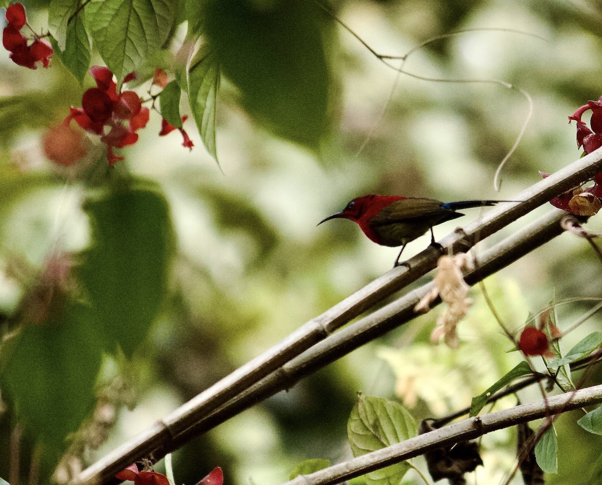 Crimson Sunbird - ML640697130