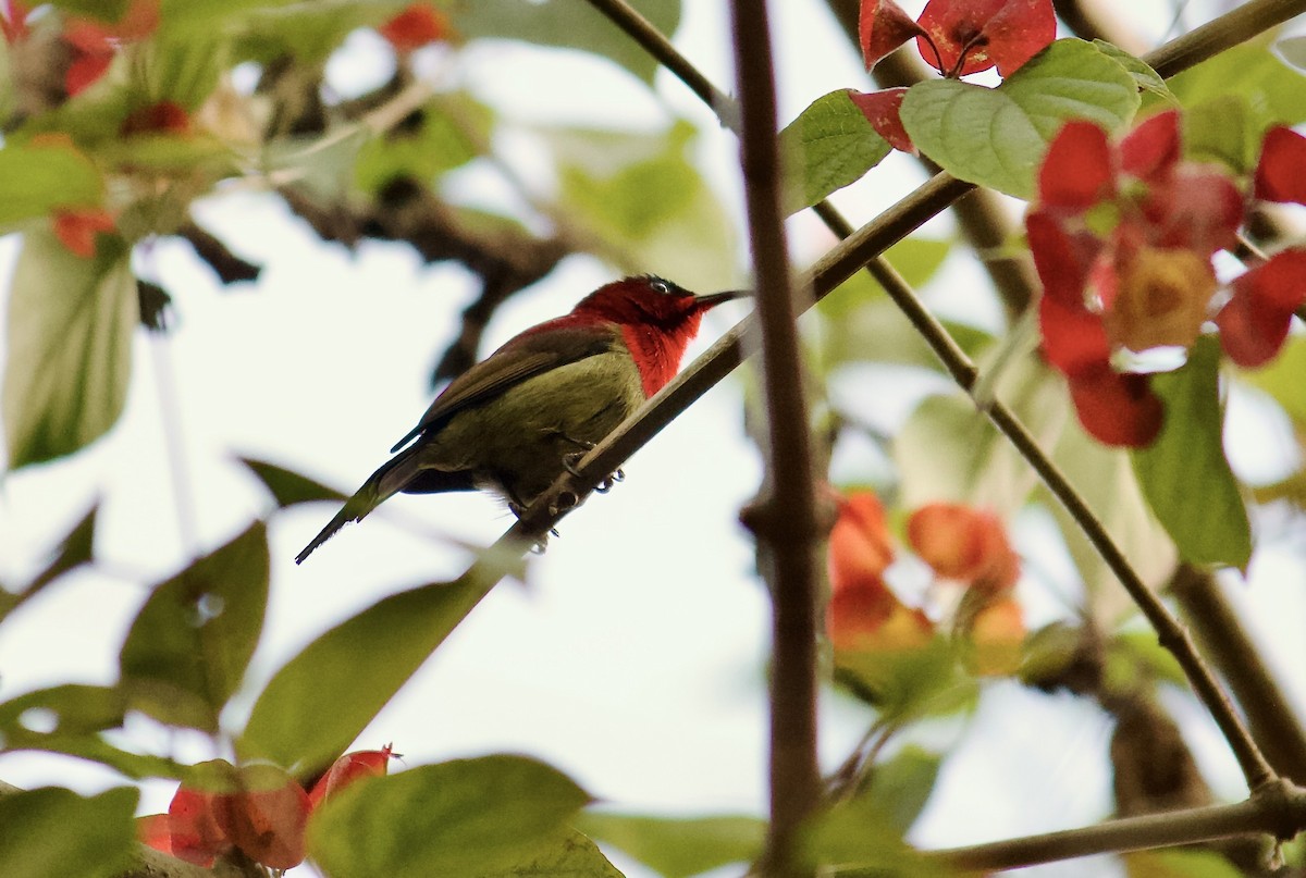 Crimson Sunbird - ML640697131