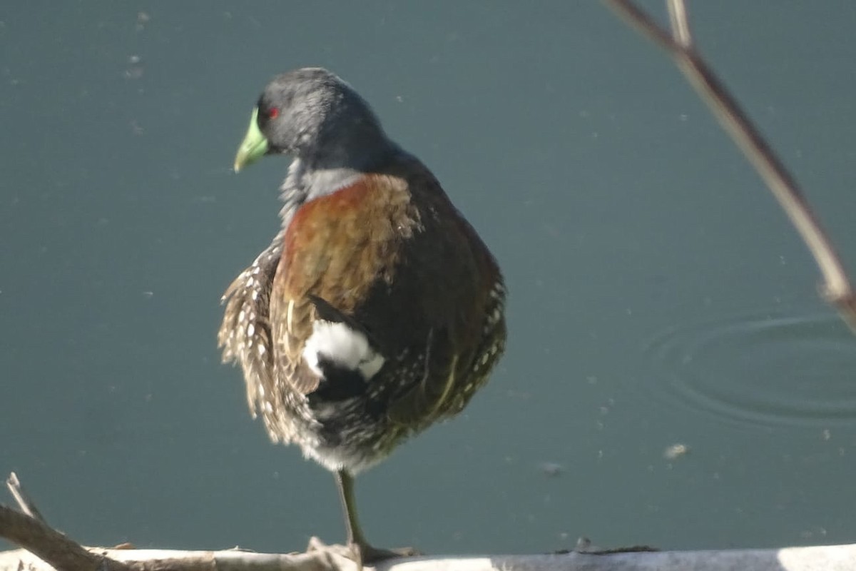 Spot-flanked Gallinule - ML640697161