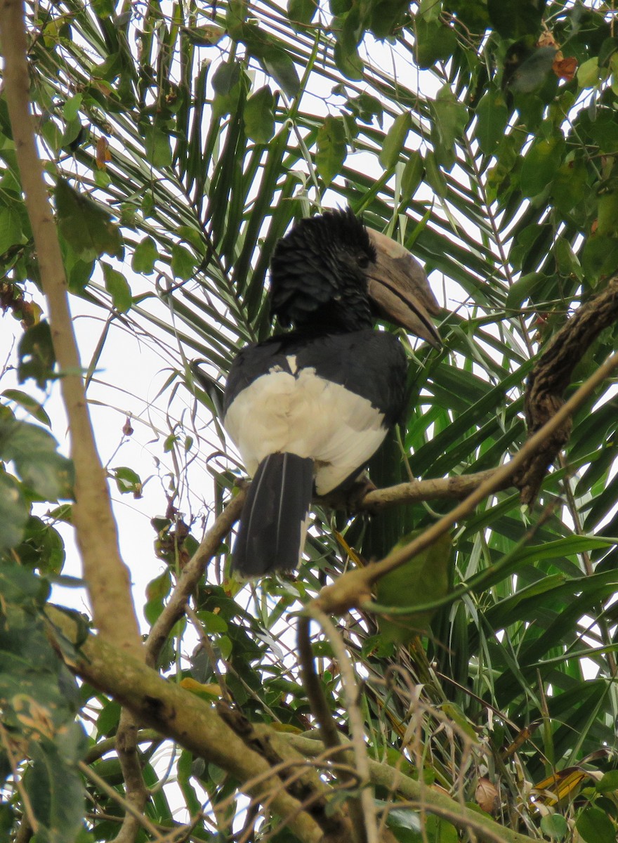 Black-and-white-casqued Hornbill - ML640697164