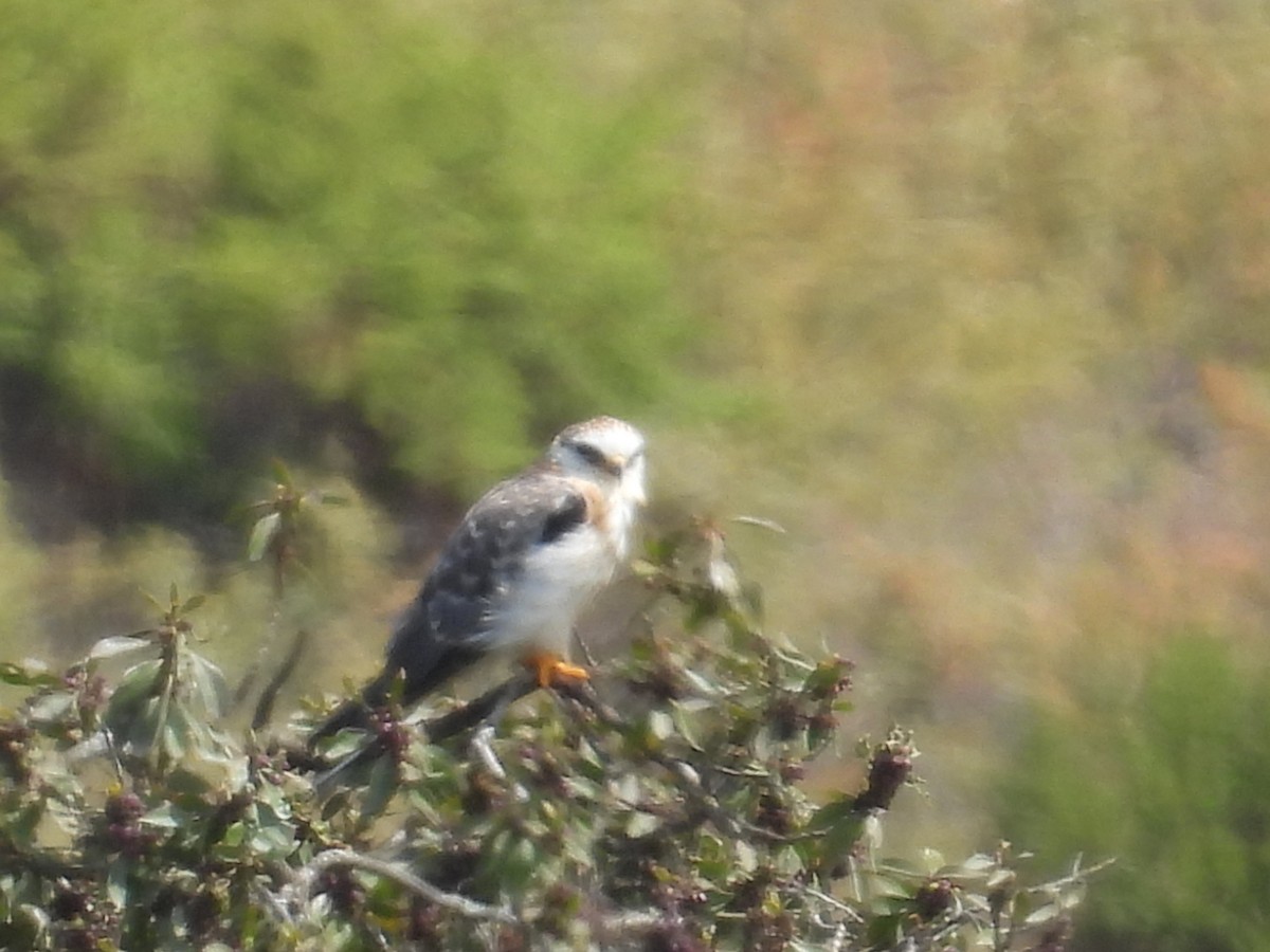 White-tailed Kite - ML640697190