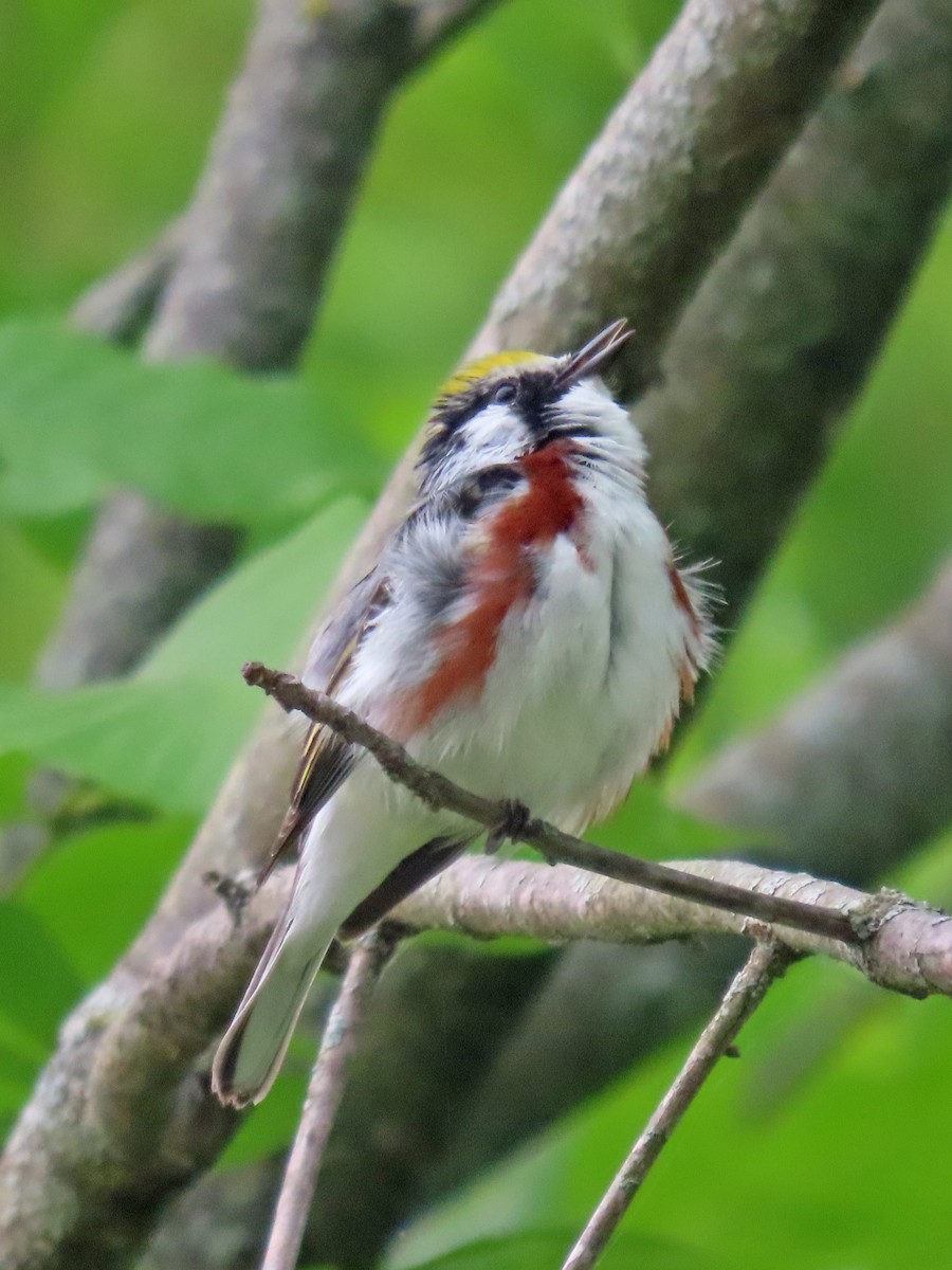 Chestnut-sided Warbler - ML640697213