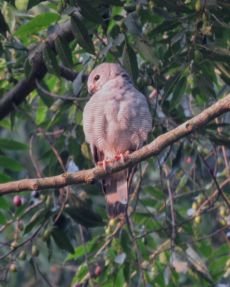 Lizard Buzzard - ML640697217