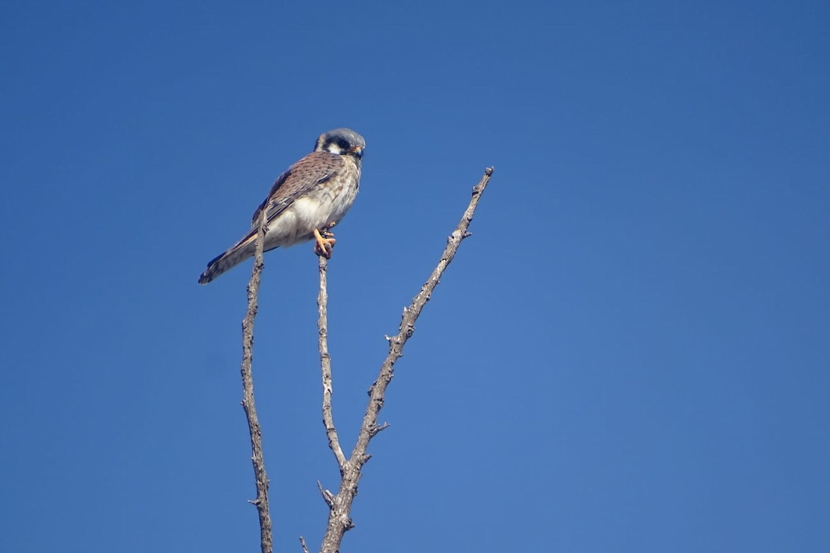 American Kestrel - ML640697218