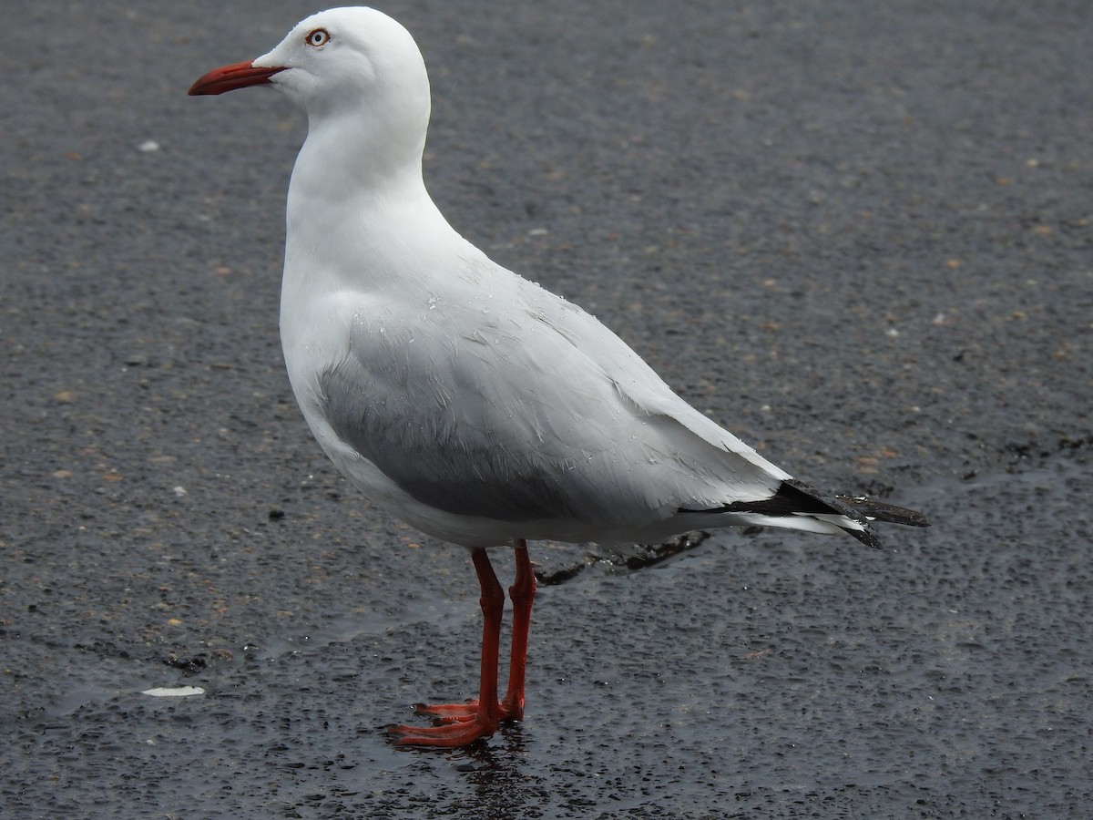 Silver Gull - ML640697237